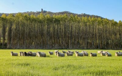 VII SEMANA DEL DESARROLLO RURAL DE LA LLANADA ALAVESA