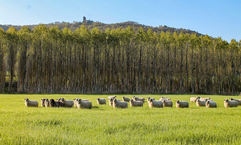 VII SEMANA DEL DESARROLLO RURAL DE LA LLANADA ALAVESA