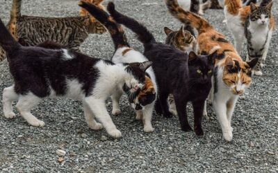 INFORMAZIO HITZALDIA: FELEN KOLONIEN KUDEAKETA